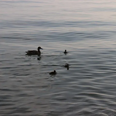 Apartment Monika 619 Garda (Verona)