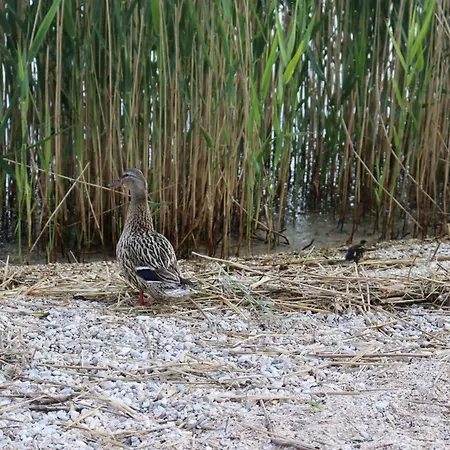 Apartment Monika 619